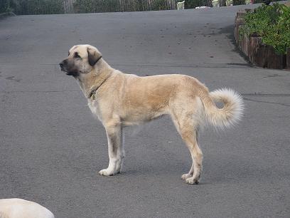 CH Misty Acres Kiz Gerlach