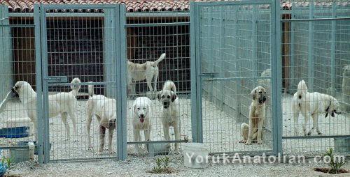 Dogan Kartay's kennel