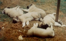 Mekki and Yali 1st litter