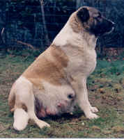 Mektup (Pregnant).jpg (180113 bytes)