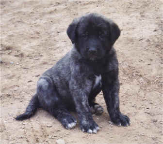 Blacky