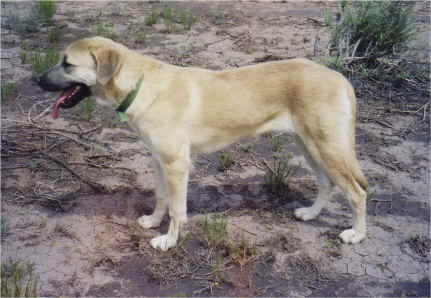 Sandy