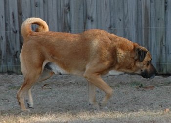 Red at 7 years, 2010