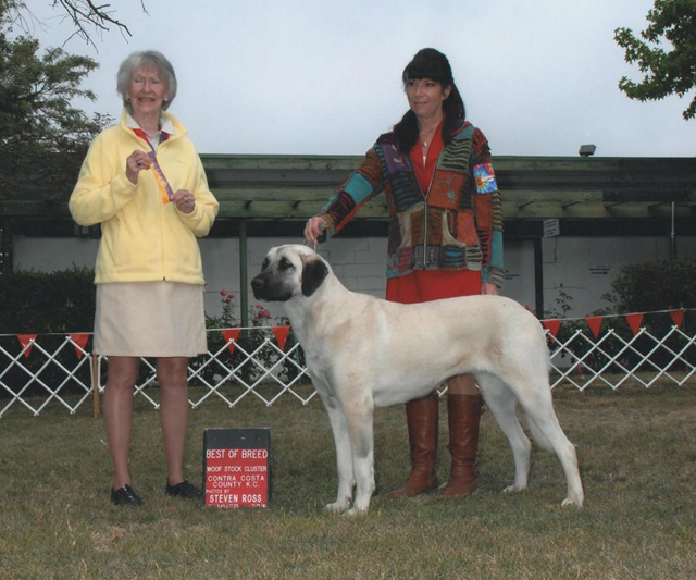 Gerlach Kalit winning Best of Breed in May 2015