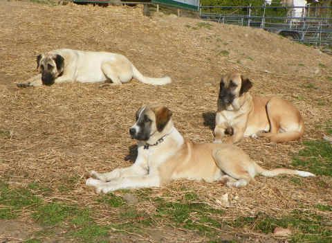 Mitch is a son of Gerlach Beau. Theia (mom) behind him, and Val (half sister by Hawk) upper left.