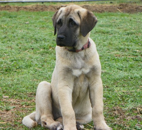 Val as a puppy