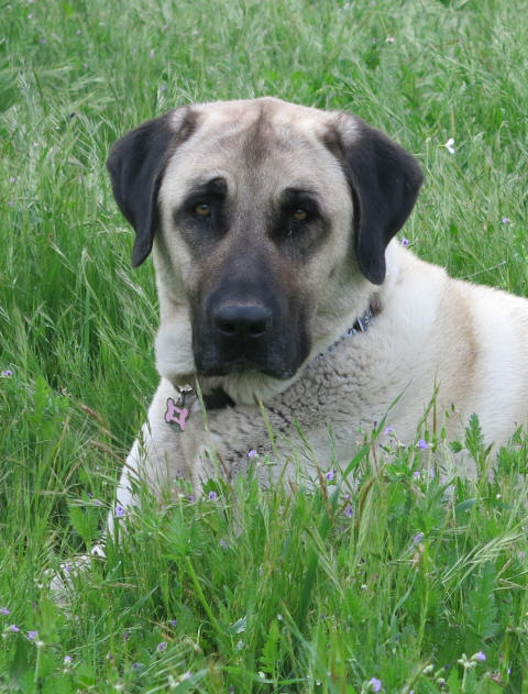 Val at 2 years