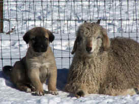 Pup and goat