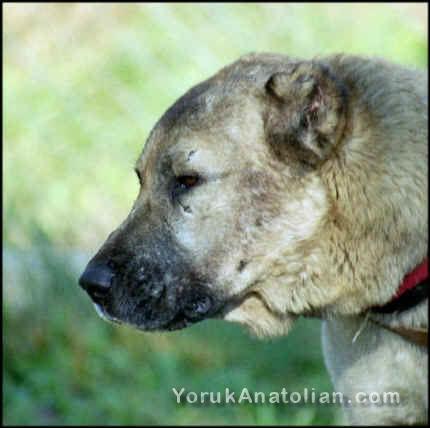 Longer, triangular skull of Yoruk 