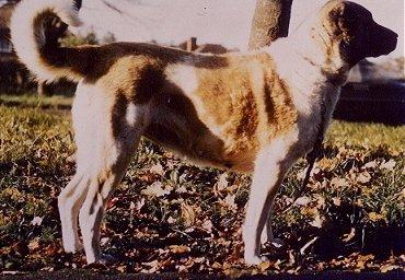 Mektup of Obruk - Foundation Anatolian Shepherd Dog 