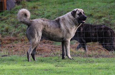 Aygir standing in field