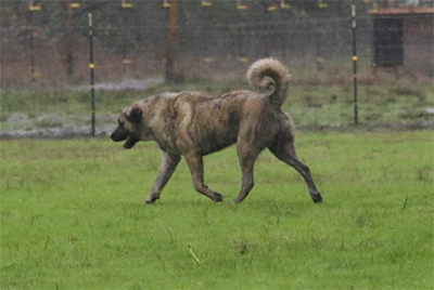 Aygir running
