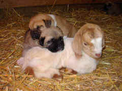 Pups and kid