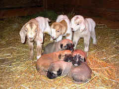 Pups and kids