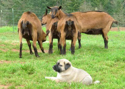 Guardian in training