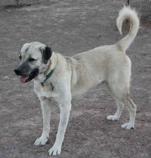 Jack, rescue