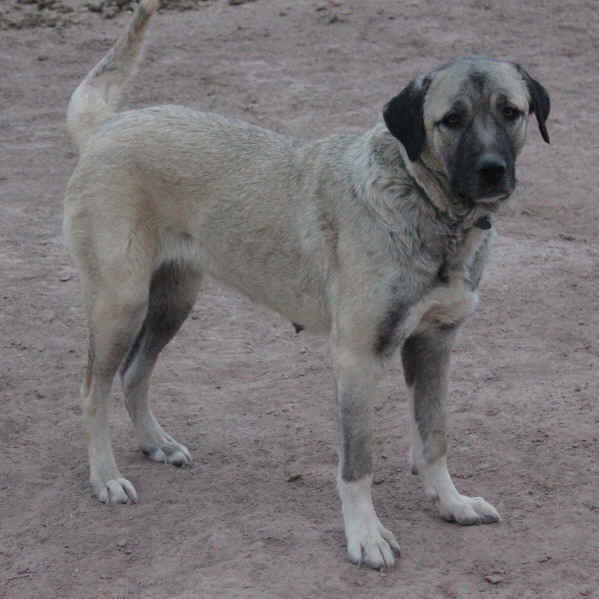 Jill, rescue
