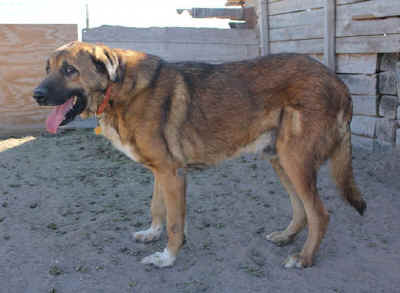 Connor, working Anatolian that needs a new home.