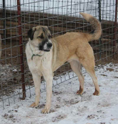 Malik is a pet Anatolian that needs a new home.