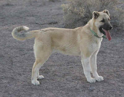 Turkish Import Isli Osman - 7 months