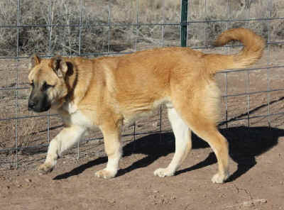 Turkish Import Kizil Hasan - 7 months