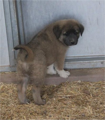 Salad Fork recent pups