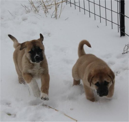 Salad Fork recent pups