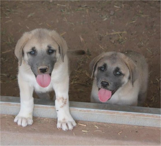 Salad Fork recent pups