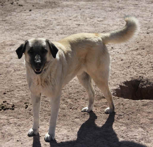 The Duke, for rehome