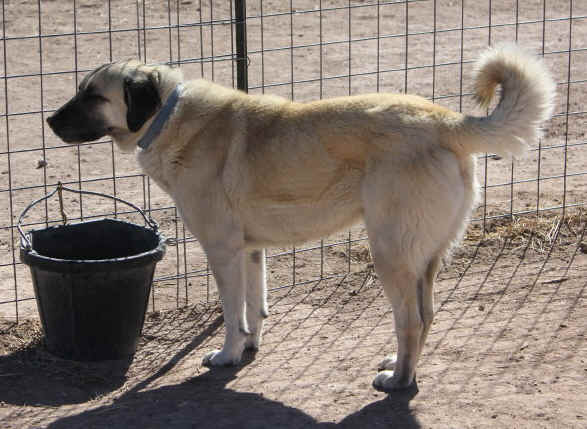 The Duke, for rehome