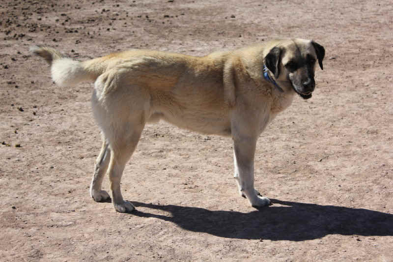 The Duke, for rehome