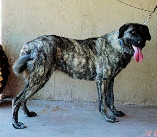Blacky
