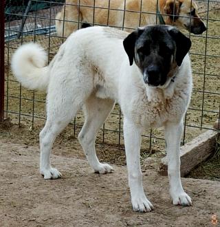 sf-rufus-fs.jpg (107484 bytes)