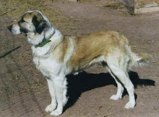 Roxie