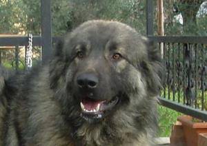 Duman