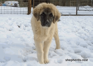 Shepherds Rest pup