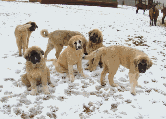 Shepherds Rest pups