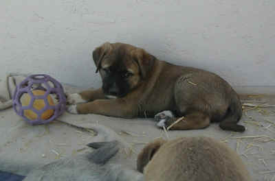 Zaltana puppies