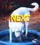 [Web-ring Next, white ASD]