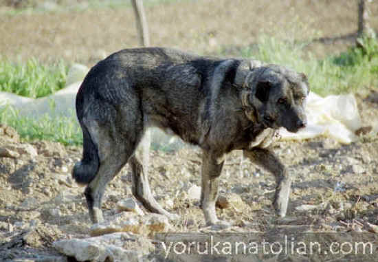 Goat dog is a brindle with dark grey base from Cal
