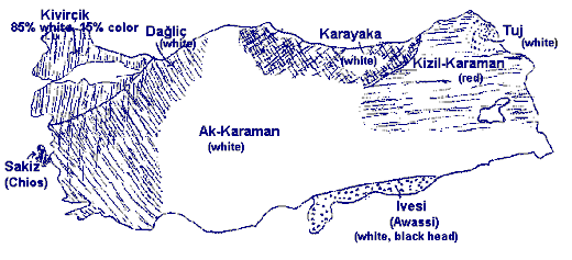 Historical Sheep of Turkey
