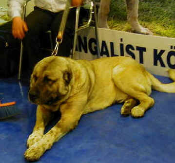 Istanbul Show